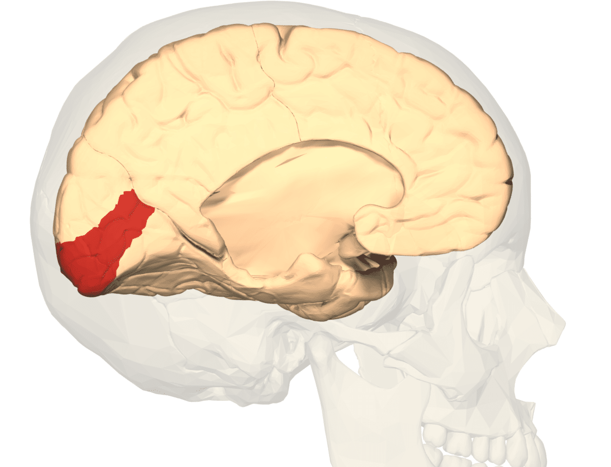 Cortexul vizual primar