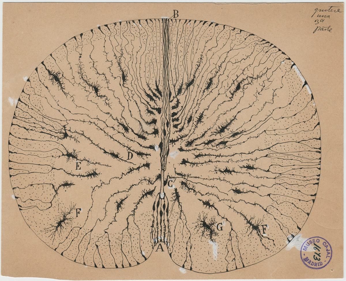 Creierul din perspectiva lui Ramon y Cajal
