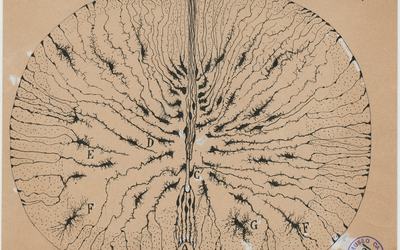 Creierul din perspectiva lui Ramon y Cajal