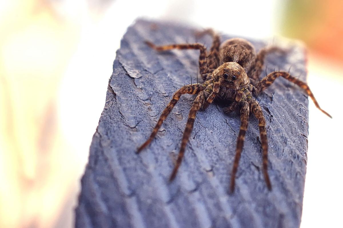 Care sunt funcțiile emoțiilor?