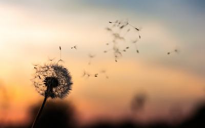 Mindfulness: meditația concentrată pe respirație