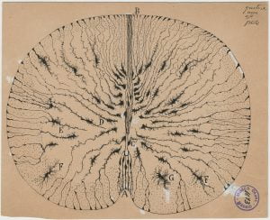 creierul din perspectiva lui ramon y cajal