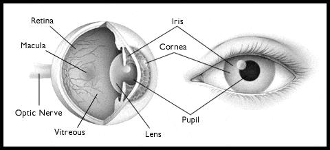 ochiul, lentila, fotoreceptori, retina